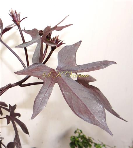  Leaves-Lobed